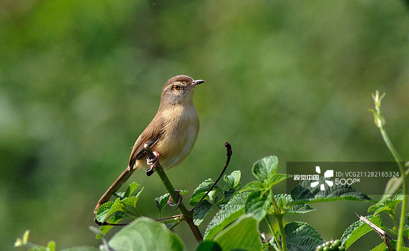 鹪莺（印度）图片素材