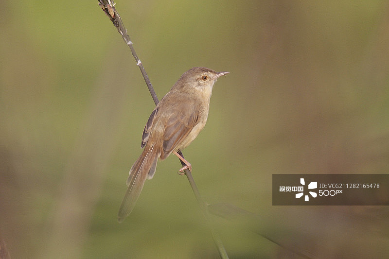 普里尼亚图片素材