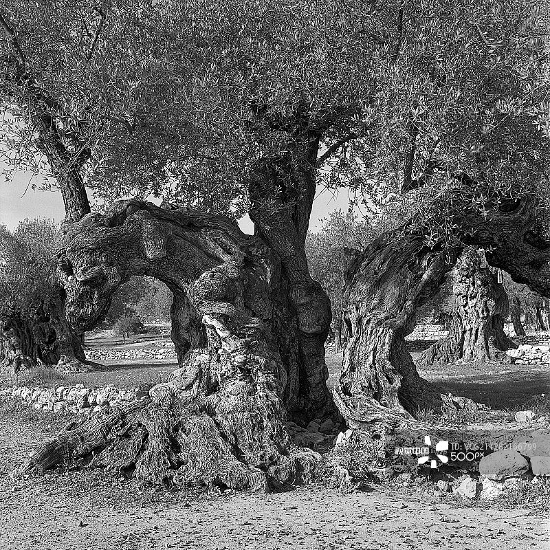 古老的橄榄树图片素材