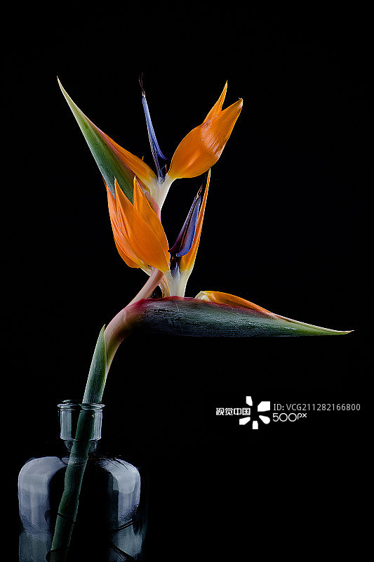 天堂鸟图片素材