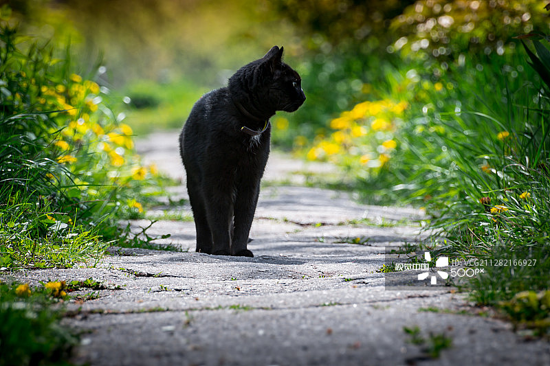 黑色的猫图片素材