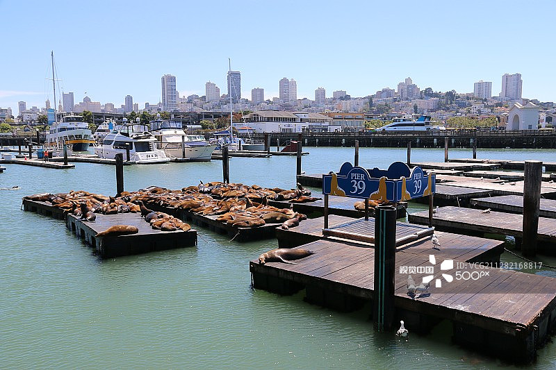 39号码头的海狮图片素材