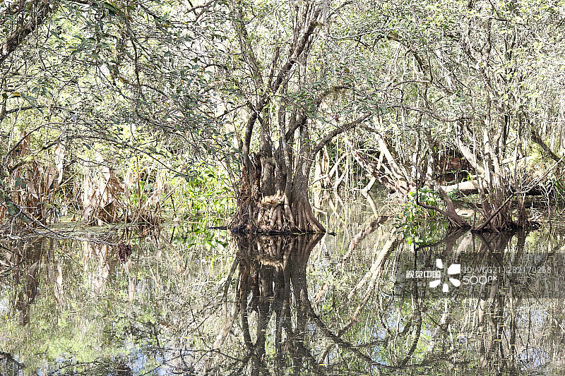 大沼泽地柏树图片素材