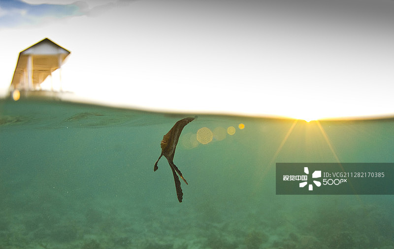 蝙蝠鱼宝宝图片素材