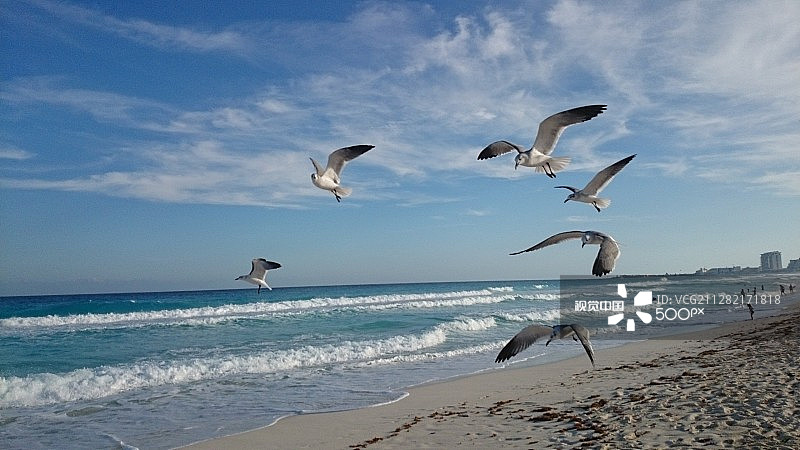 坎昆的海鸥图片素材