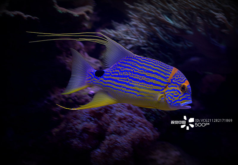 咸水鱼图片素材