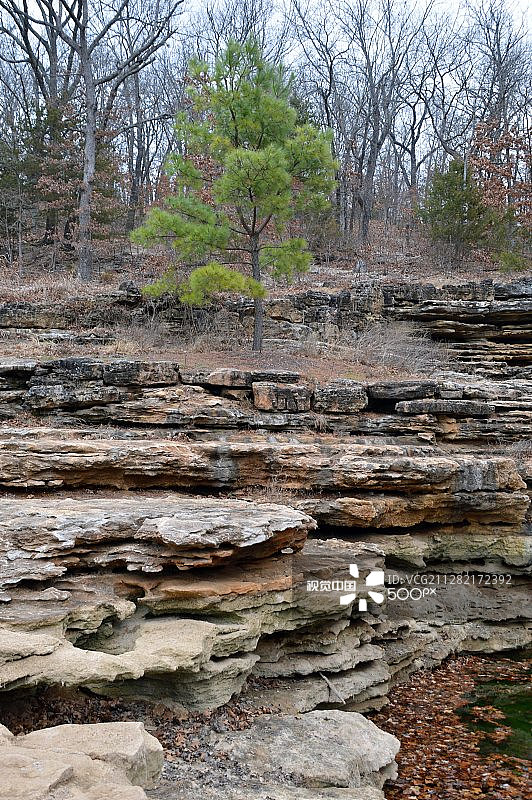 孤零零的松树图片素材