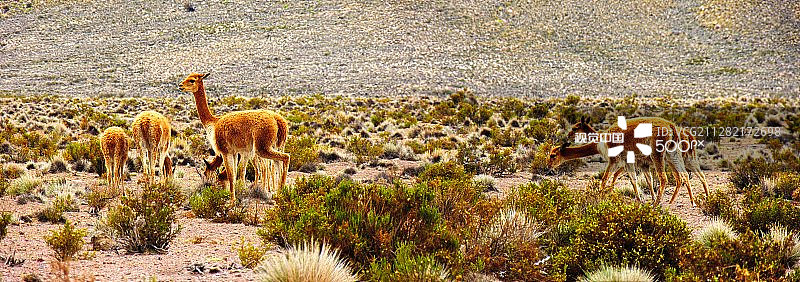智利小羊驼图片素材