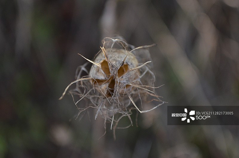 被遗忘的植物1图片素材