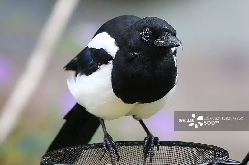 在喂鸟器上的喜鹊图片素材