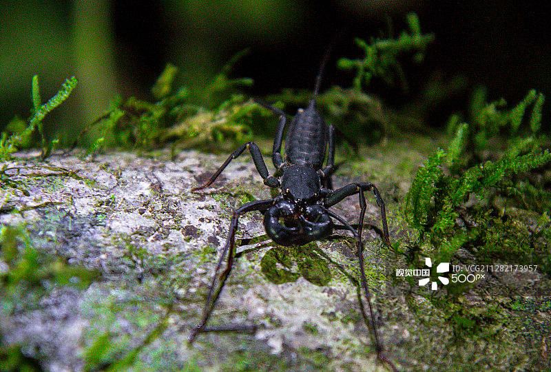 婆罗洲鞭蝎图片素材