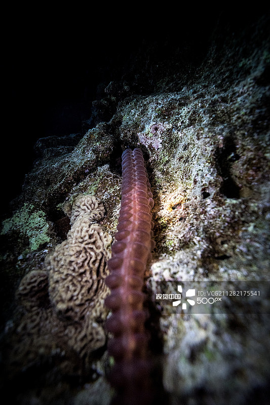 夜间猎手蠕虫图片素材