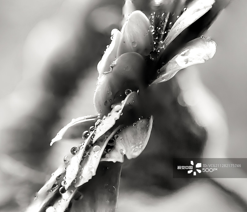 非洲菊图片素材