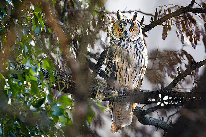 长耳鸮图片素材