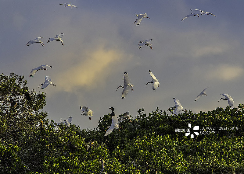 朱鹭栖息图片素材