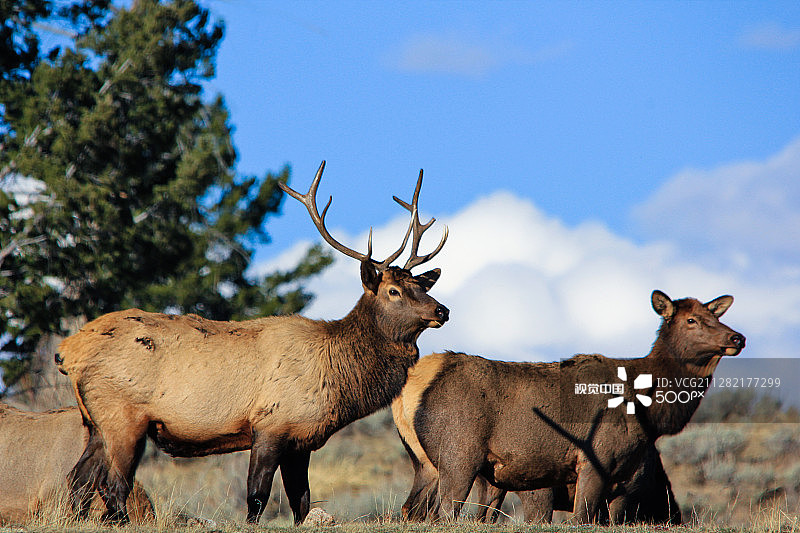 拉马尔河谷的麋鹿图片素材