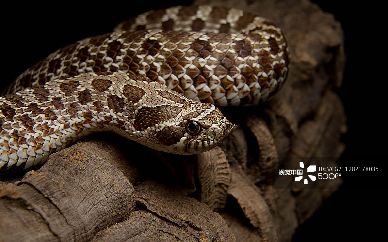 猪鼻蛇图片素材