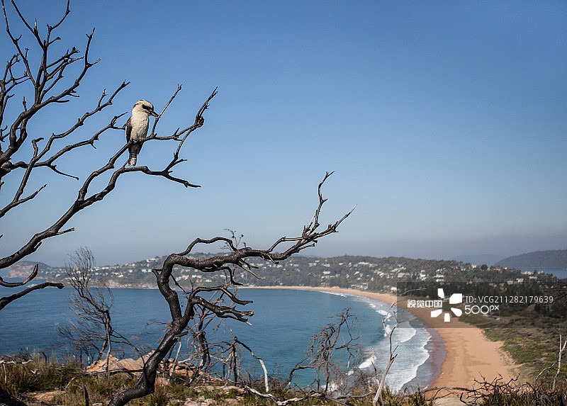 棕榈滩的翠鸟图片素材