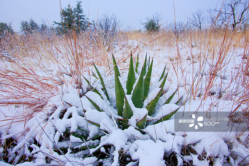 沙漠中的雪景图片素材