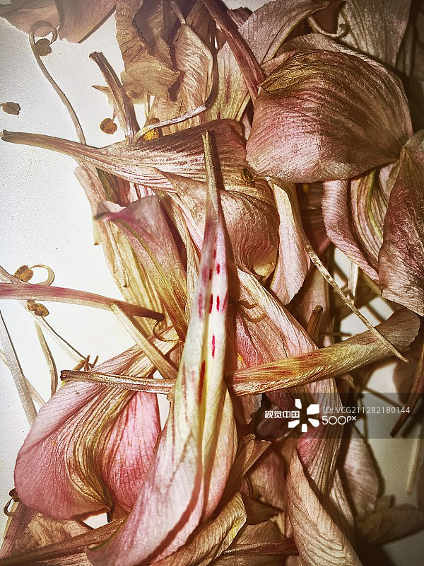 枯萎玫瑰特写镜头图片素材