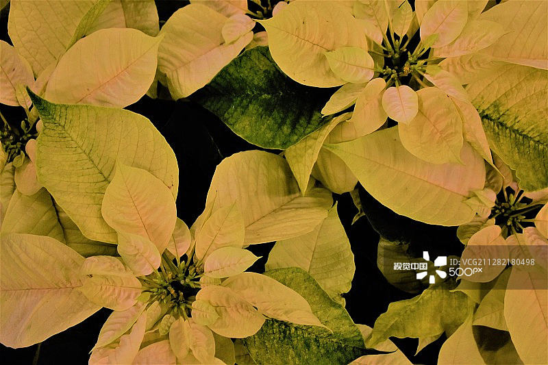 一品红植物图片素材