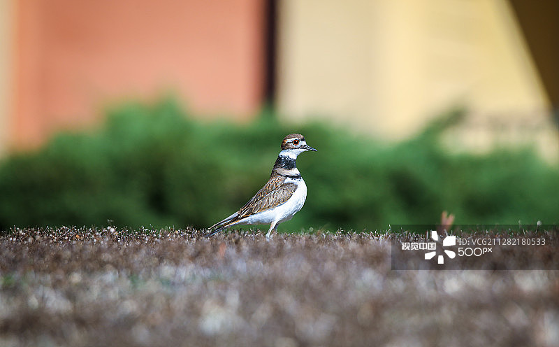 阳台旁的环颈鸻图片素材