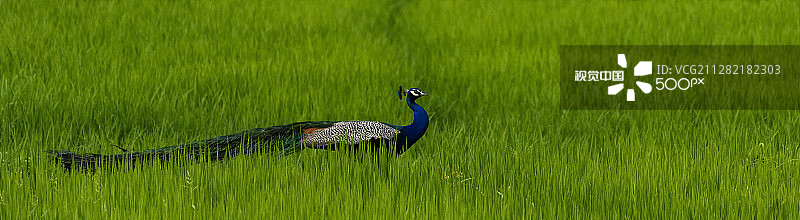 斯里兰卡加勒稻田里的孔雀图片素材