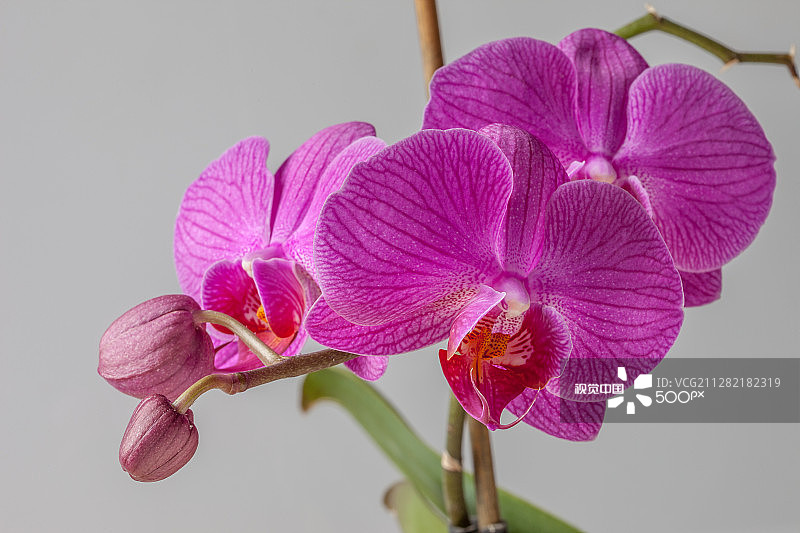 兰花#4990图片素材