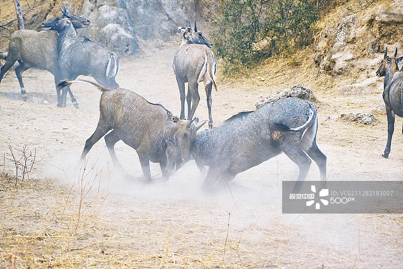 印度蓝牛打斗图片素材