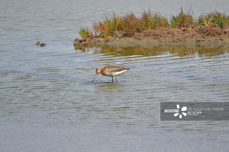 泰奇鸟类保护区的黑尾塍鹬图片素材