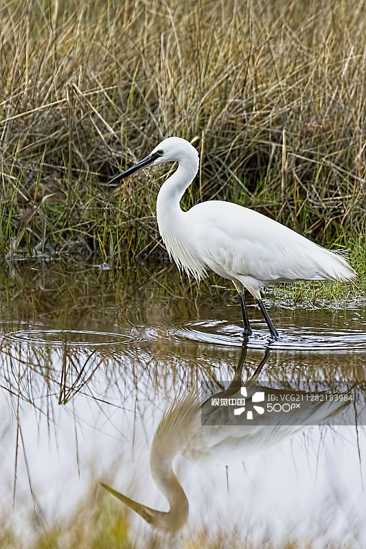 小白鹭的侧面像图片素材