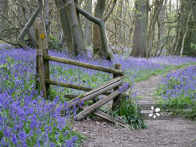 风铃草林地图片素材