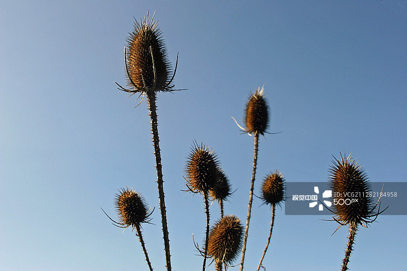 风箱果种子头图片素材