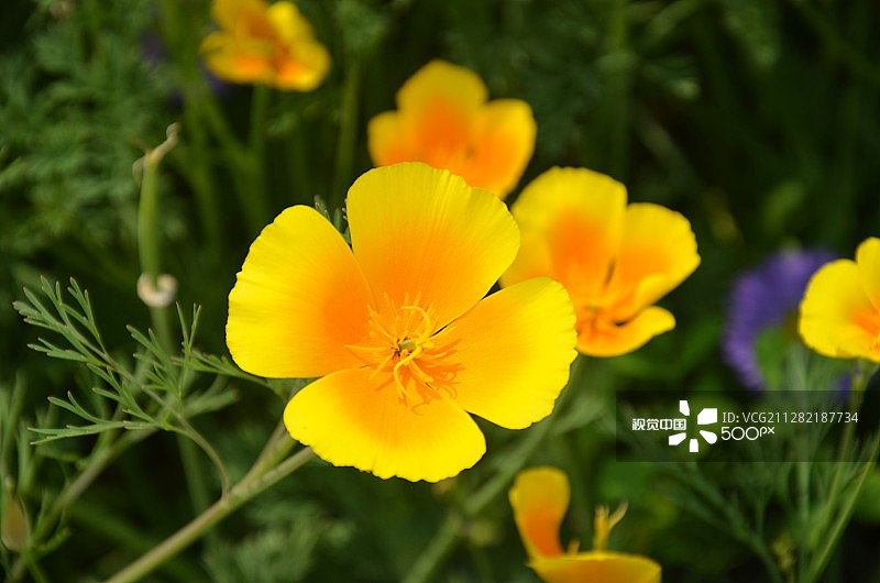 墨西哥罂粟花图片素材