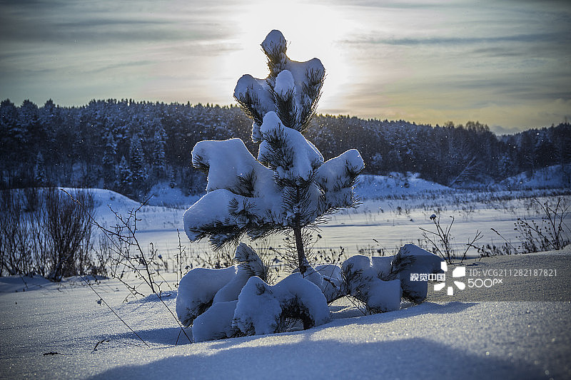 雪盖着的冷杉树图片素材