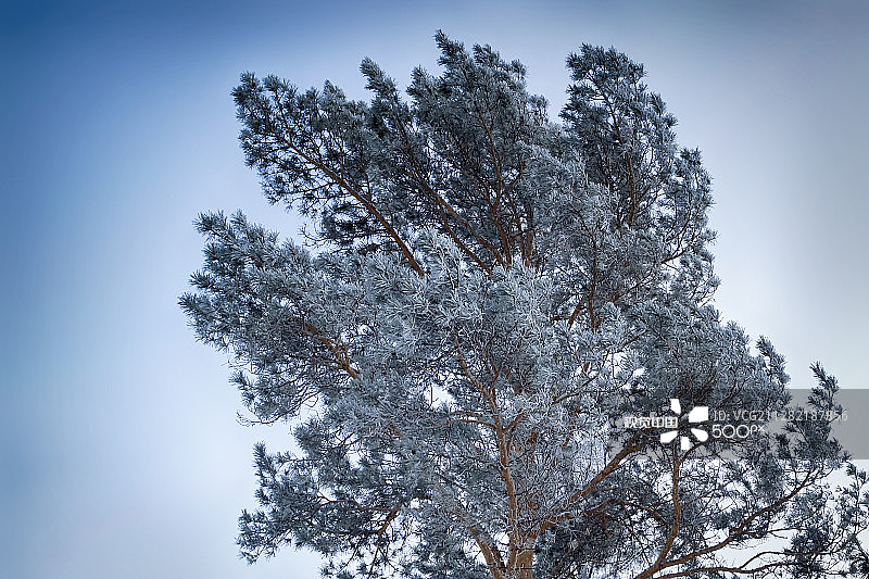 雾凇中的冷杉针图片素材
