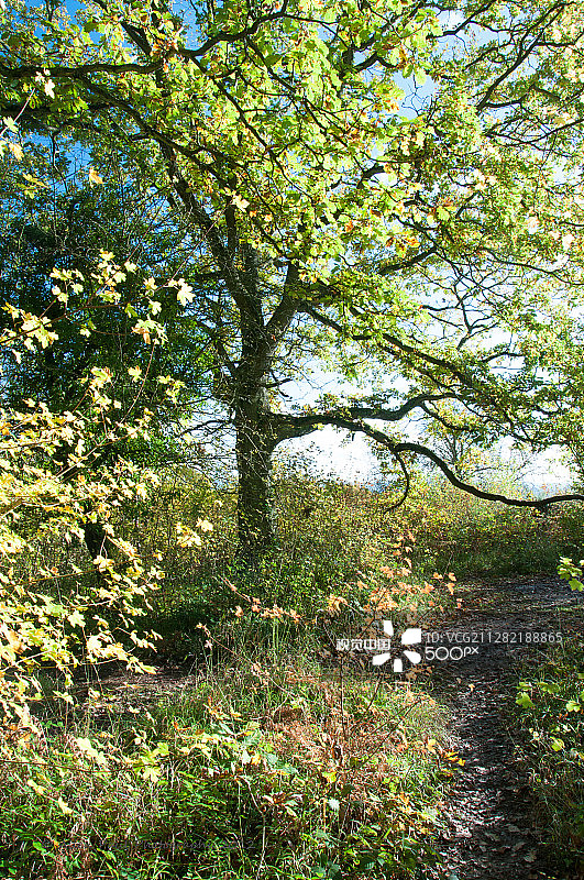 深秋初冬的树木和灌木丛图片素材
