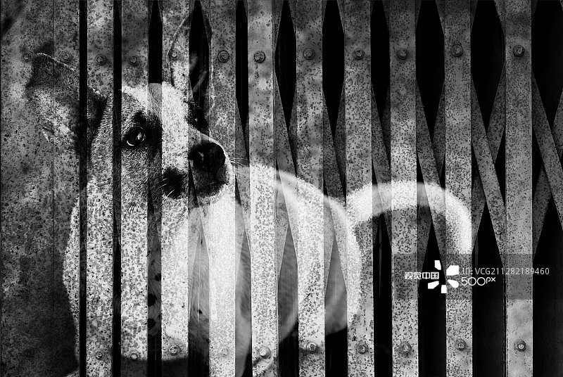 狗狗被囚禁图片素材
