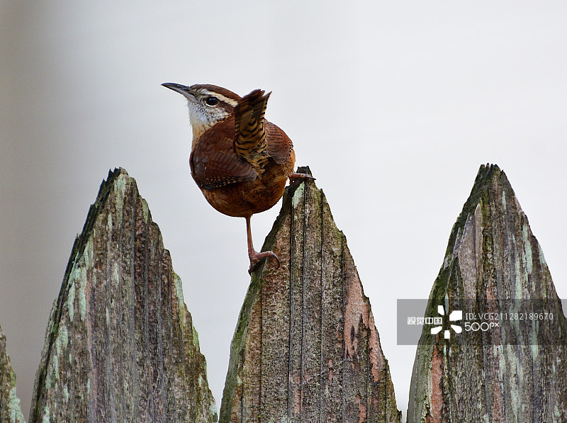 鹪鹩鸟的臀部图片素材