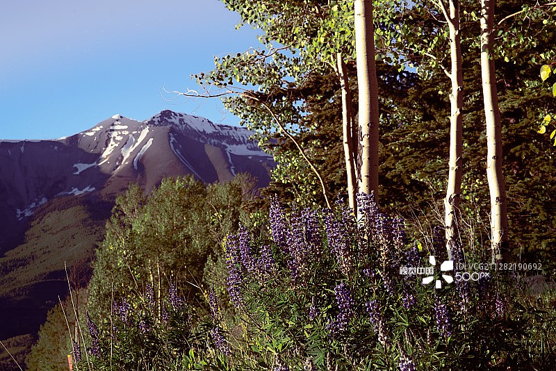 北方常青树图片素材