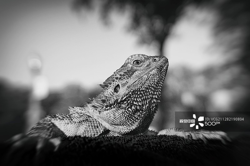 鬣蜥伊基图片素材