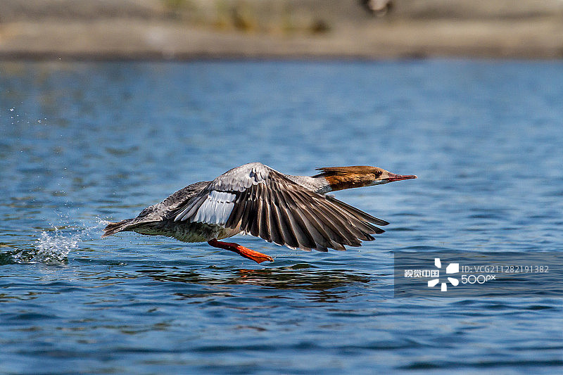 普通秋沙鸭起飞图片素材