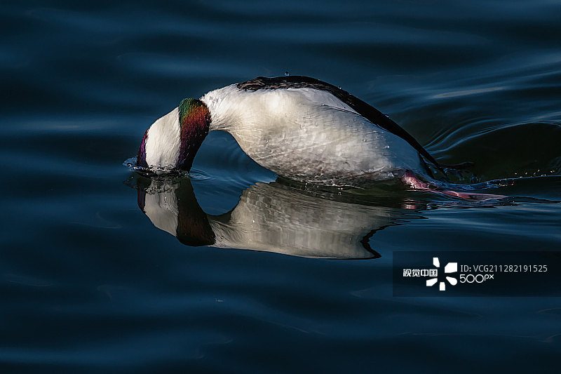 潜水者（小绒鸭）图片素材