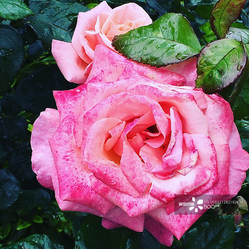 英国玫瑰：伦敦梅达维尔图片素材