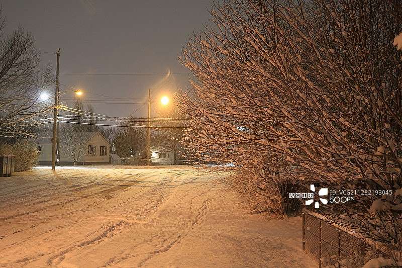 雪树 4图片素材