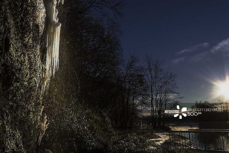 森林树木仰天俯视图片素材