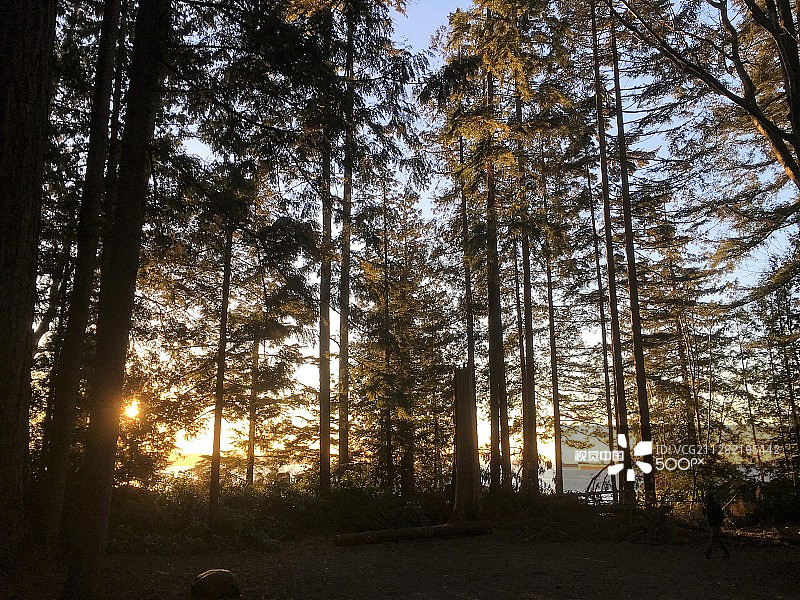 斯坦利公园的树木图片素材