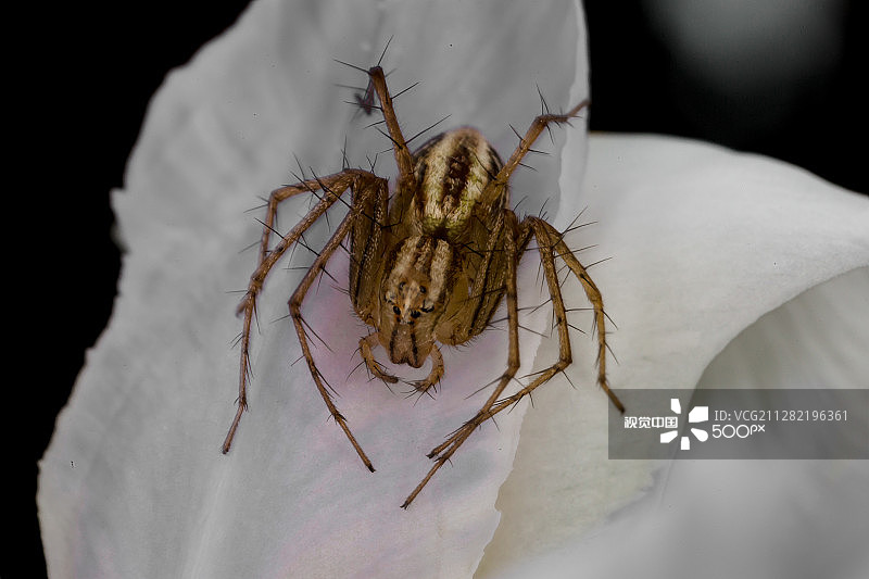 优雅的猞猁蜘蛛图片素材