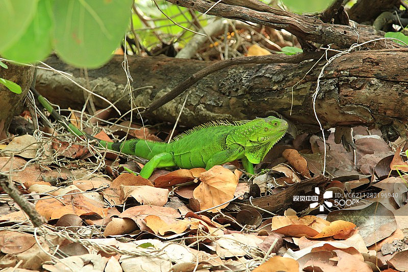 绿色鬣蜥图片素材