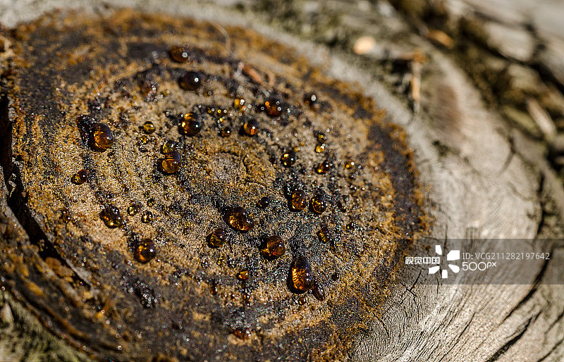 琥珀色的图片素材